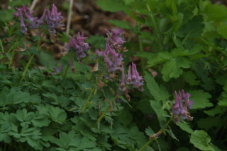 Corydalis solida Vingerhelmbloem bestellen